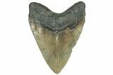 Bargain, Fossil Megalodon Tooth - Serrated Blade #309464-2